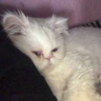 İran Kedisi (Persian), Kedi  Matmazel fotoğrafı