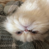 İran Kedisi (Persian), Kedi  Matmazel fotoğrafı