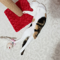 Tekir Kedi, Kedi  SUSHİ fotoğrafı