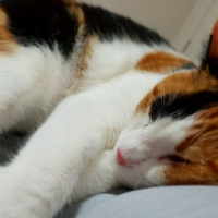 Tekir Kedi, Kedi  SUSHİ fotoğrafı