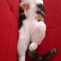 Tekir Kedi, Kedi  SUSHİ fotoğrafı
