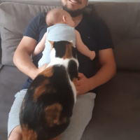 Tekir Kedi, Kedi  SUSHİ fotoğrafı