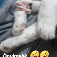 Tekir Kedi, Kedi  SUSHİ fotoğrafı