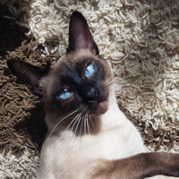 Siyam Kedisi, Kedi  Maks fotoğrafı