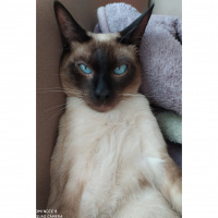 Siyam Kedisi, Kedi  Maks fotoğrafı