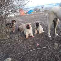 Kangal, Köpek  İsimsiz fotoğrafı