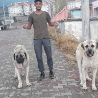 Kangal, Köpek  İsimsiz fotoğrafı