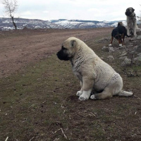 Kangal, Köpek  İsimsiz fotoğrafı