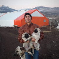 Kangal, Köpek  İsimsiz fotoğrafı