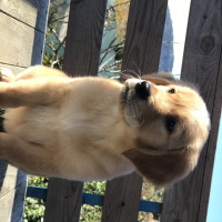 Golden Retriever, Köpek  NEFES fotoğrafı