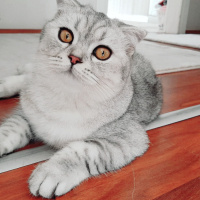 Scottish Fold, Kedi  ŞiLa fotoğrafı