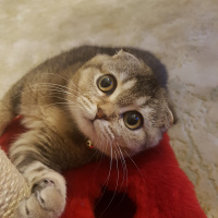 Scottish Fold, Kedi  Bıdık fotoğrafı