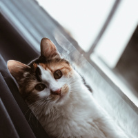 Soke, Kedi  Miyu fotoğrafı