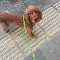 Amerikan Cocker Spaniel, Köpek  ATLAS fotoğrafı