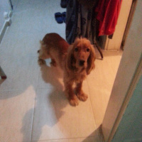 Amerikan Cocker Spaniel, Köpek  ATLAS fotoğrafı