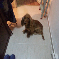 Amerikan Cocker Spaniel, Köpek  ATLAS fotoğrafı