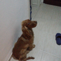 Amerikan Cocker Spaniel, Köpek  ATLAS fotoğrafı