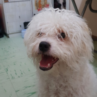 Maltese, Köpek  Papi fotoğrafı