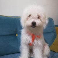 Maltese, Köpek  Papi fotoğrafı
