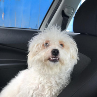 Maltese, Köpek  Papi fotoğrafı
