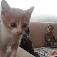 Sarman, Kedi  Tarçın fotoğrafı