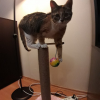 Tekir Kedi, Kedi  Kuki fotoğrafı
