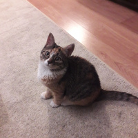 Tekir Kedi, Kedi  Kuki fotoğrafı