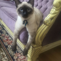 Siyam Kedisi, Kedi  Medusa fotoğrafı