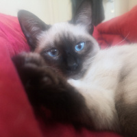 Siyam Kedisi, Kedi  Medusa fotoğrafı