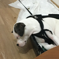 Fransız Bulldog, Köpek  Bela fotoğrafı