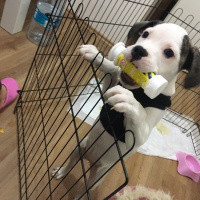 Fransız Bulldog, Köpek  Bela fotoğrafı