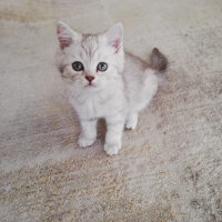 British Shorthair, Kedi  Muffin fotoğrafı