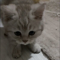 British Shorthair, Kedi  Muffin fotoğrafı