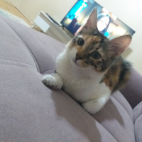 Tekir Kedi, Kedi  Lokum fotoğrafı
