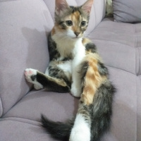 Tekir Kedi, Kedi  Lokum fotoğrafı