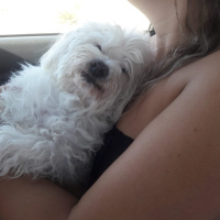 Maltese, Köpek  ÇITIR fotoğrafı