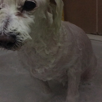 Maltese, Köpek  ÇITIR fotoğrafı