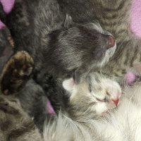 Tekir Kedi, Kedi  Müezza fotoğrafı