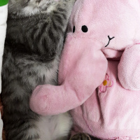 Tekir Kedi, Kedi  Müezza fotoğrafı