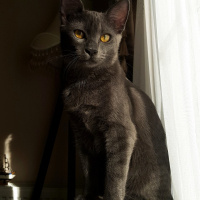 Tekir Kedi, Kedi  Müezza fotoğrafı