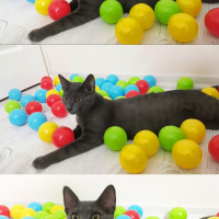 Tekir Kedi, Kedi  Müezza fotoğrafı