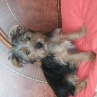 Yorkshire Terrier, Köpek  ZIP ZIP  fotoğrafı