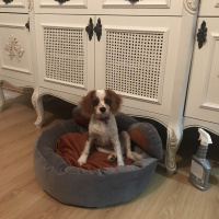 Cavalier King Charles Spanieli, Köpek  Casper fotoğrafı