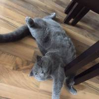 Scottish Fold, Kedi  gris fotoğrafı