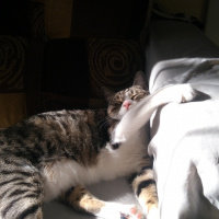 Tekir Kedi, Kedi  Melo fotoğrafı