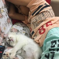 Norwegian Forest, Kedi  Tesla fotoğrafı