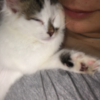 Norwegian Forest, Kedi  Tesla fotoğrafı