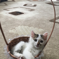 Norwegian Forest, Kedi  Tesla fotoğrafı