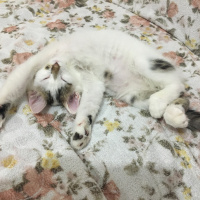 Norwegian Forest, Kedi  Tesla fotoğrafı