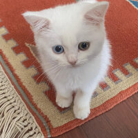 Scottish Fold, Kedi  Santorini fotoğrafı